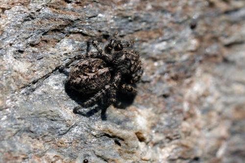 Pellenes lapponicus